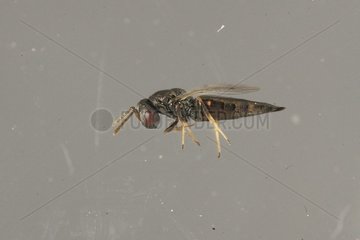 Parasitic wasp(Pteromalus sp) emerging from Hollow-stemmed asphodel capsules (Asphodelus fistulosus)  21.8.2011