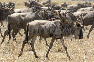Wildebeest (Connochaetes taurinus)  Migration  Masai-Mara game reserve  Kenya