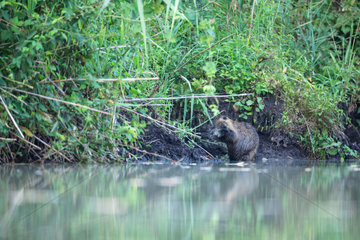 European Beaver grooming on the bank- France