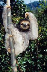 Pale-throated thee-toed sloth