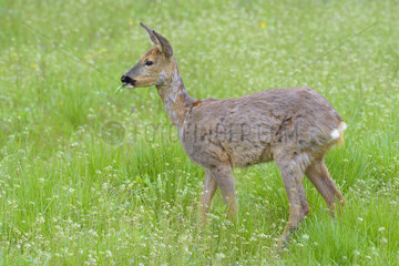 Western Roe Deer (Capreolus capreolus)  Female  Hesse  Germany  Europe