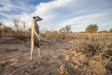 Sentinel Meerkat - Kalahari South Africa