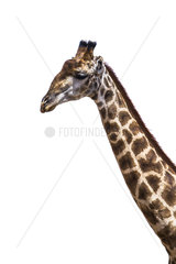 Portrait of Girafe (Giraffa camelopardalis) on white background  Kruger national park  South Africa