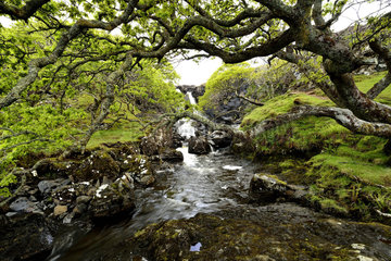 Cascade Ear Fors - Isle of Mull Scotland