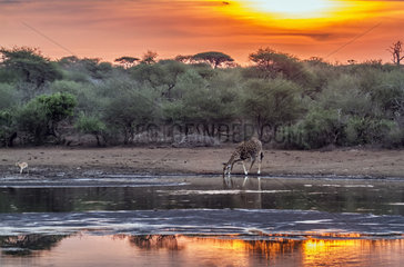 Giraffe (Giraffa camelopardalis) drinking at dusk  Kruger national park  South Africa