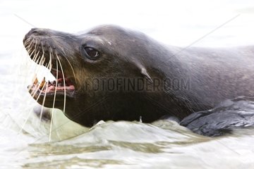 Galapagos sea lion threatening during bath Galapagos