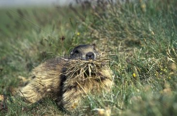 Marmotte des Alpes avec herbes pour son nid Alpes France
