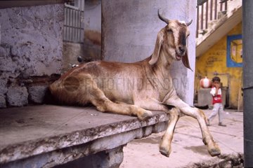 Chèvre couchée devant une maison Rajasthan Inde