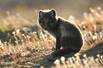 Arctic fox cub sat at burrow's entry in the tundra Canada