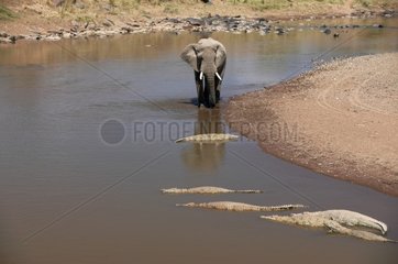 Elephant going toward Nile Crocodiles Masaï Mara Kenya