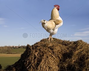 Cock on a pile of manure