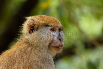 Portrait of a Patas monkey Senegal