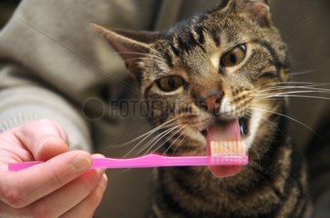 Tooth brushing of a male brown tabby European cat France