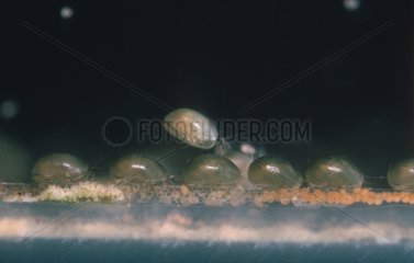 Adults and eggs of Ostracods on fish bowl
