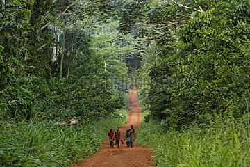 The pygmy canopy honey. On the forest track  a group of women come back from the stream after their bath. Lokouala  Congo