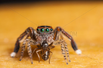Jumping Spider male grabbing a Ant - France