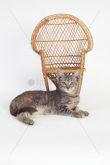 3 months old kitten lying in front of a wicker chair on white background