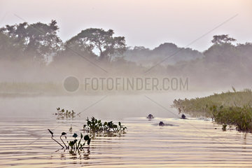 Sunrise on the alluvial forest - Brazil Pantanal