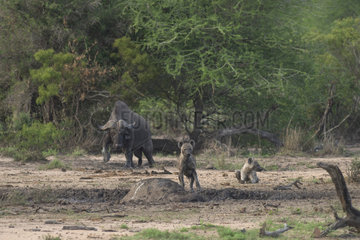 Spotted Hyaena (Crocuta crocuta) and Bufalo carcass with another African Buffalo (Syncerus caffer) arriving from behind  Kruger  South Africa