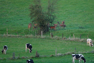 Red Deers (Cervus elaphus) in meadow with cows  Ardenne  Belgium