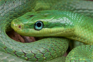 Green trinket snake (Gonyosoma prasinum)  China (formally Rhadinophis)