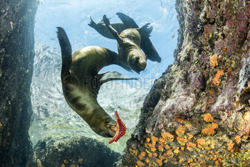 California sea lion  (Zalophus californianus)  playing with seastar  Los Islotes  Sea of Cortez  Baja California  Mexico  East Pacific Ocean