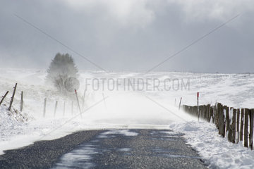 Snow drifts in winter  Massif du Sancy  Parc Naturel Regional des Volcans d'Auvergne   France