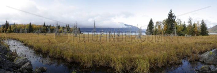 Bog along the Seward Highway in Alaska