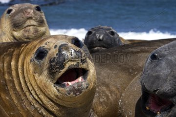 Northern elephant seal looing in Falkland Islands