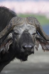 Portrait of Cape Buffalo on the shore of Lake Nakuru Kenya