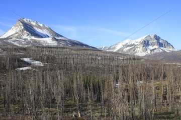 Wald verbrannt und Summit Gletscher National Park Montana USA