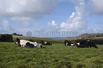 Vaches Prim'Holstein devant la baie de Douarnenez Bretagne