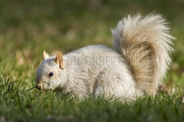 Grey squirrel is the white phase - Quebec Canada