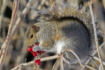 Grey squirrel eating berries - Quebec Canada