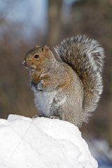 Grey squirrel in winter - Quebec Canada