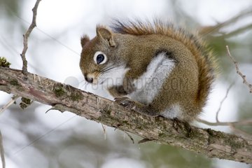 American Red Squirrel on a branch in winter - Quebec Canada