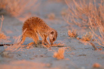 Meerkat foraging for prey - Kalahari South Africa