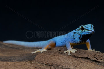 Electric blue day gecko (Lygodactylus williamsi)  Kimboza forest  Tanzania