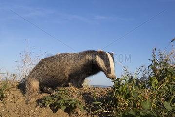 Badger (Meles meles) Badger looking for food  England  Spring