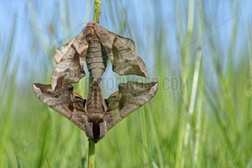 Aspen Hawk-moth (Laothoe populi) mating  Loir et Cher  Prairies du Fouzon  France