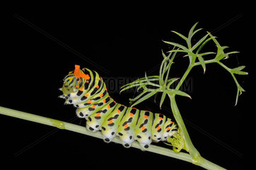 Caterpillar of Old World Swallowtail (Papilio machaon) in defensive attitude. Orange osmetrium deployed : fragrant gland moving predators away. Pyrenees  France
