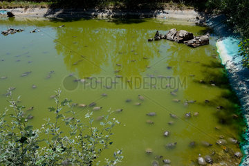 Basin where Florida turtles (Trachemys scripta elegans) are kept after they have been brought by private individuals so they won't propagate in the natural environment of Pierrelatte Crocodile Farm. France  Drôme (26)
