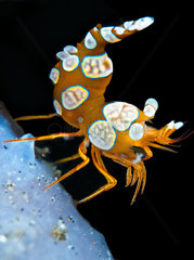 Thor shrimp (Thor amboinensis)  Lembeh  north sulawesi  indonesia