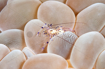 Bubble-coral Shrimp  (Vir philippinensis)  Gangga island  North Sulawesi  Indonesia