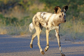 African Wild Dog (Lycaon pictus) walking on a track Kruger NP  South Africa