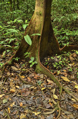 Buttress roots - Tresor Reserve French Guiana