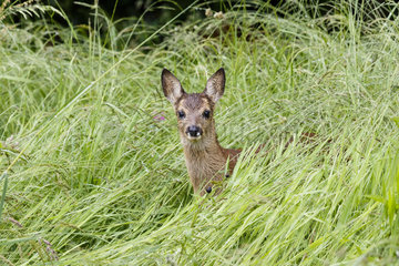 Roe deer (Capreolus capreolus) hidden fawn in tall grass in spring  Alsace  France