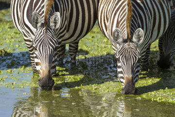 Grant's zebras drinking in a pound - Maasai Mara