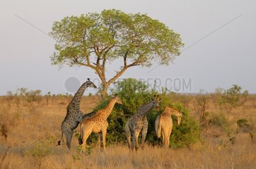 A small group of Giraffes (Giraffa camelopardalis) feeds at sunset  Kruger National Park  Mpumalanga  South Africa