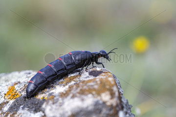 Red-striped oil beetle on rock - Spain